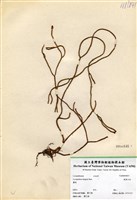 藏品(銳葉石松)的圖片